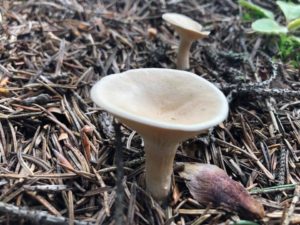 Sezonul ciupercilor…necomestibile, otravitoare, comestibile